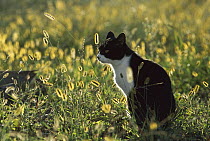 Domestic Cat (Felis catus) adult sitting in meadow backlit by the sun