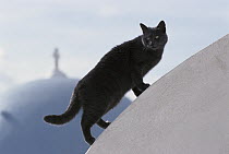Domestic Cat (Felis catus) grey adult walking on white-washed dome, Greece