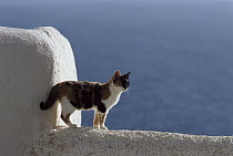 Domestic Cat (Felis catus) adult Calico standing on white-washed wall, Greece