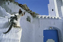 Domestic Cat (Felis catus) stray kitten on white-washed wall, Greece