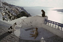 Domestic Cat (Felis catus) three strays, Santorini Island, Greece