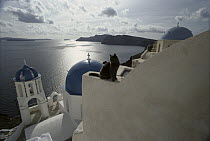 Domestic Cat (Felis catus) adult sitting on white-washed wall, Santorini Island, Greece