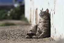Domestic Cat (Felis catus) leaning against wall and resting in the sun