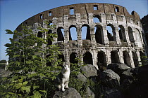 Domestic Cat (Felis catus) strays on rocks near ancient ruins, Europe