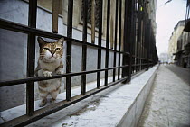 Domestic Cat (Felis catus) curious adult peering through railing on a city street, Europe