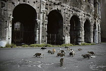 Domestic Cat (Felis catus) group of strays outside ancient ruin, Europe