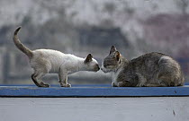 Domestic Cat (Felis catus) Siamese kitten and adult sniffing each other