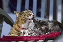 Domestic Cat (Felis catus) two adult Tabby cats resting together and grooming each other