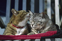 Domestic Cat (Felis catus) two adult Tabby cats resting together and grooming each other