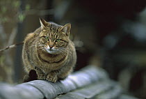 Domestic Cat (Felis catus) portrait of resting adult Tabby cat with green eyes