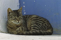 Domestic Cat (Felis catus) portrait of resting adult Tabby cat, Greece