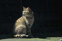 Domestic Cat (Felis catus) portrait of alert adult Tabby cat sitting on the ground