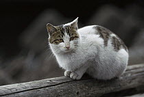 Domestic Cat (Felis catus) portrait of resting adult Calico cat
