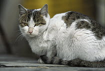 Domestic Cat (Felis catus) portrait of resting adult Calico cat