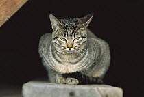 Domestic Cat (Felis catus) front view of resting Tabby cat with green eyes