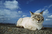 Domestic Cat (Felis catus) adult Siamese cat resting