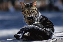 Domestic Cat (Felis catus) portrait of alert adult Tabby cat