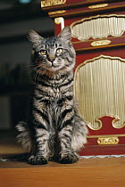 Domestic Cat (Felis catus) portrait of adult long-haired Tabby house cat