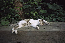 Domestic Cat (Felis catus) relaxing on its back on a bench in a garden with its paws stretched up over its head