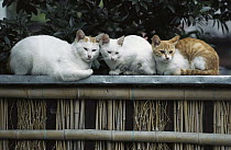Domestic Cat (Felis catus) three adults sitting on a fence