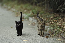 Domestic Cat (Felis catus) two alert adults, a black cat and a Tabby, walking down a path side by side with tails raised