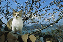 Domestic Cat (Felis catus) adult Calico on wood pile near blossoming tree