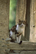 Domestic Cat (Felis catus) portrait of sitting adult Calico
