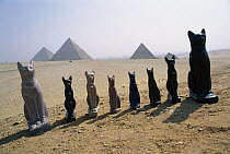 Domestic Cat (Felis catus) statues lined up in the desert with Egyptian pyramids in the background, Egypt