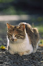 Domestic Cat (Felis catus) portrait of adult Calico cat resting