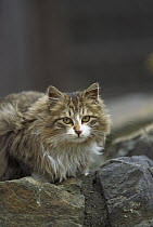 Domestic Cat (Felis catus) portrait of long-haired adult on rocks