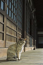 Domestic Cat (Felis catus) portrait of adult cat sitting
