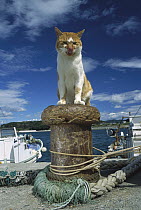 Domestic Cat (Felis catus) adult sitting on a dock piling licking it's nose
