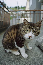 Domestic Cat (Felis catus) adult cat on city sidewalk