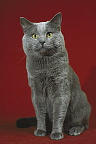 Domestic Cat (Felis catus) adult gray cat with green eyes