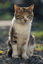 Domestic Cat (Felis catus) adult Calico sitting