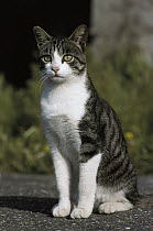 Domestic Cat (Felis catus) adult sitting
