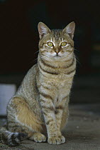 Domestic Cat (Felis catus) adult Tabby cat sitting