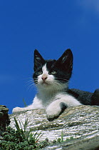 Domestic Cat (Felis catus) portrait of a resting black and white kitten