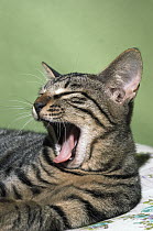 Domestic Cat (Felis catus) adult Tabby cat yawning