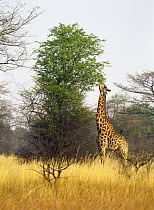 Masai Giraffe (Giraffa tippelskirchi) stretching neck to graze on upper leaves on tree, Botswana