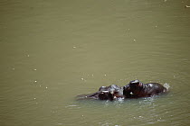 Hippopotamus (Hippopotamus amphibius) mother in water with baby riding on her back, Masai Mara, Kenya