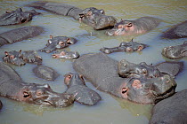 Hippopotamus (Hippopotamus amphibius) group in water, Masai Mara, Kenya