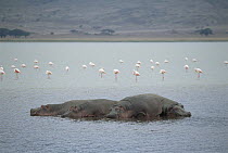 Hippopotamus (Hippopotamus amphibius) group in water with Flamingos (Phoenicopterus sp) wading nearby, Ngorongoro Crater, Tanzania