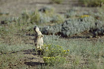 Black-tailed Prairie Dog (Cynomys ludovicianus) barking, Colorado