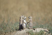 Black-tailed Prairie Dog (Cynomys ludovicianus) trio looking out for danger, Colorado