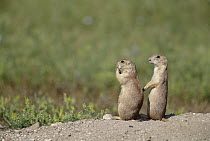 Black-tailed Prairie Dog (Cynomys ludovicianus) pair looking out for danger, Colorado