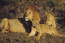 African Lion (Panthera leo) male with pair of cubs, Masai Mara National Reserve, Kenya