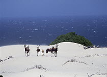 Bontebok (Damaliscus pygargus) group on beach, South Africa