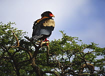 Bateleur Eagle (Terathopius ecaudatus) perching in tree, Botswana