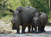 White Rhinoceros (Ceratotherium simum) mother and calf, Kenya